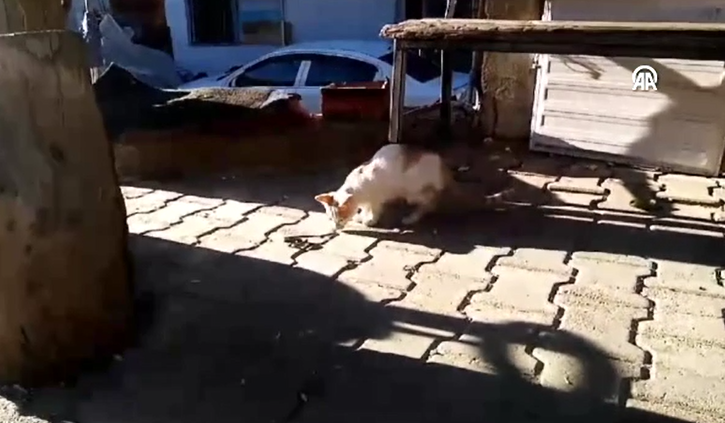 Kedi yılanla fareyle oynar gibi oynadı... O anlar kamerada