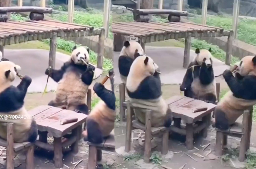 Sanki panda restoranı! Karşılıklı oturup dalları yediler