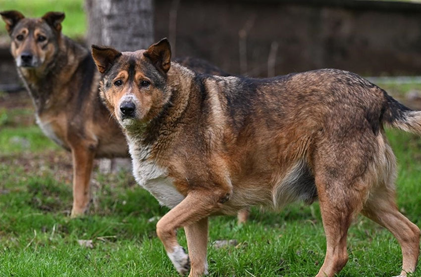 Sahipsiz köpeklerin saldırdığı hemşire canını arabanın önüne atlayarak kurtardı