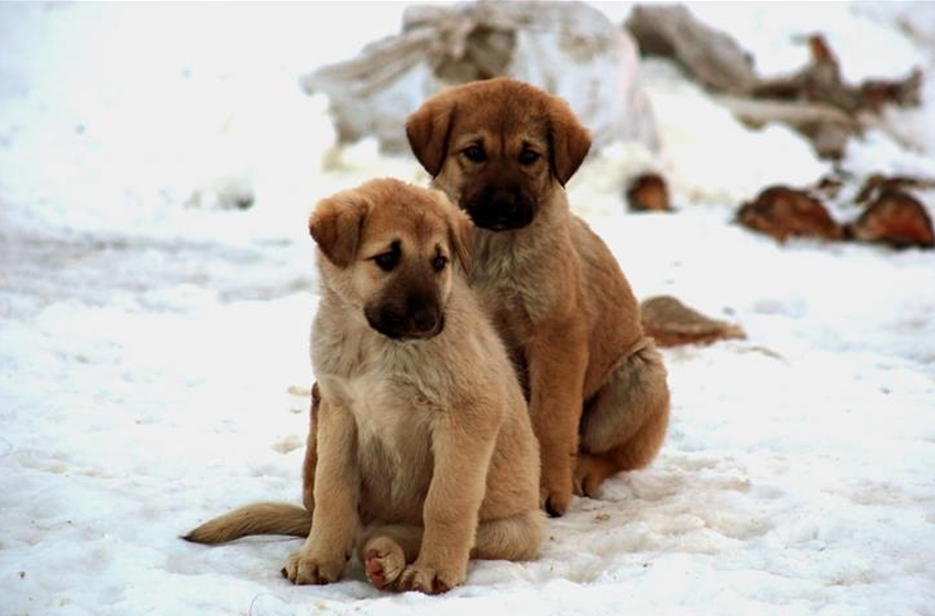 Sahipsiz köpek sorununda hızlı sonuç için kısırlaştırma değil 'barınakla çözüm' önerisi