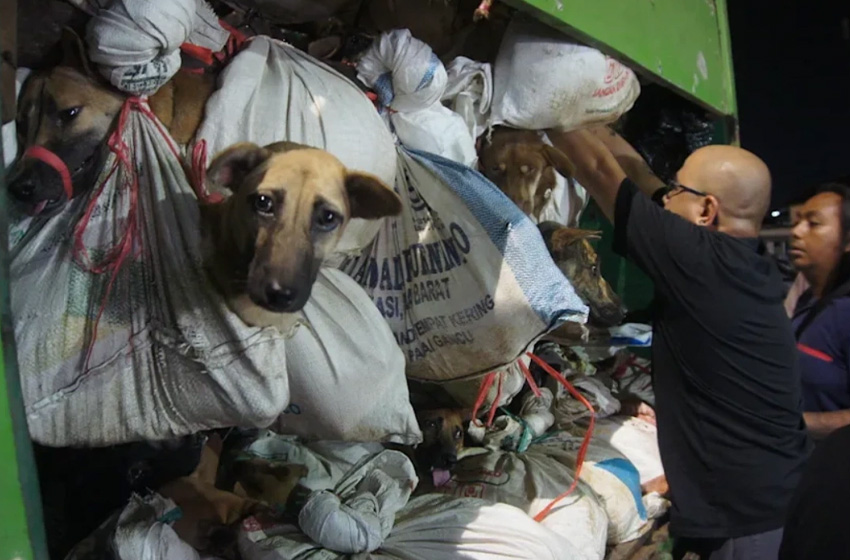 Menüde köpek var! Sıradan bir beslenme şekli…