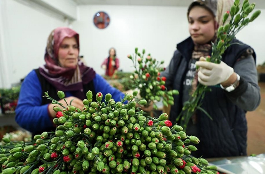 Dünyadaki sevgililere 70 milyon dal Türk çiçeği