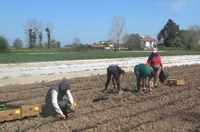 Bafra ovasında yazlık sebze fideleri toprakla buluşuyor