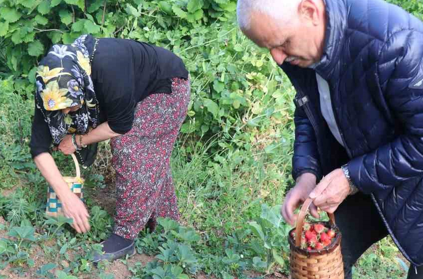 Karadeniz Ereğli’de ilk çilek hasadı yapıldı